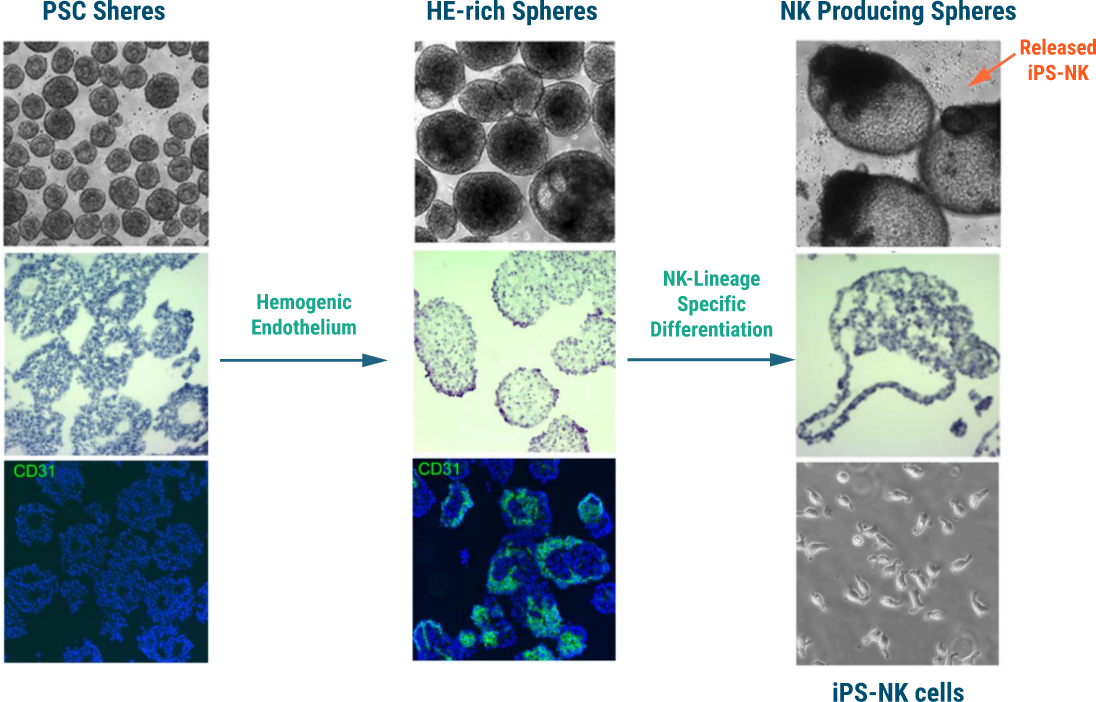 Functional NK Cells – Hebecellcorp